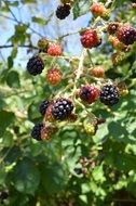 Red black mulberries on branch in a garden