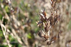 spring plant in macro