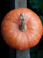 ripe pumpkin on the balcony