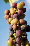 immature wine grapes