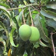 Two Indian mangos on a tree close up