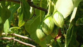 unripe wild tomatoes