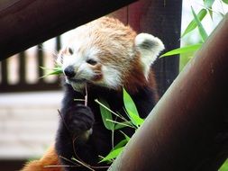 red panda eating leafs