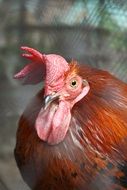 big red rooster close up on blurred background