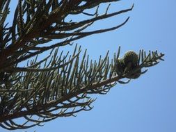 Green Araucaria plant at background of blue sky