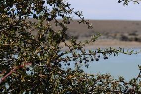 Fruits in Patagonia