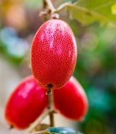 bright berries close up