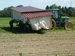 carrot harvest