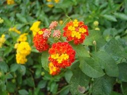Orange flowers on the shrub
