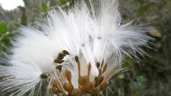 fluffy white thistle flower