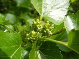 green mulberry berries