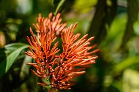 Unusual orange flower