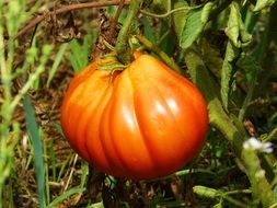 tomato mature