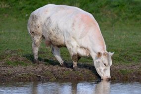 animal beef