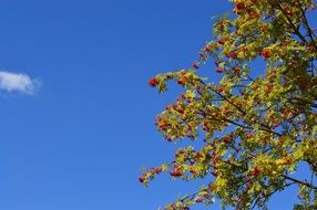 Red berries on a tree on a sky background