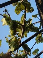 photo of the green grapevines in a garden