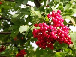 Growing red berries on a tree