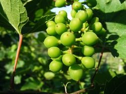 unripe grapes closeup