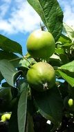 maturing green apples close-up