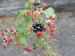 blackberry fruit