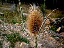 Hairy plant close-up