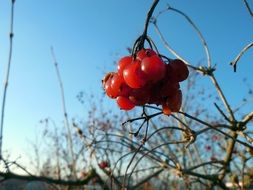 red berries on a thin branch of a bush