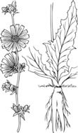 chicory drawing in the garden