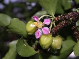 acelora flower in the wildlife