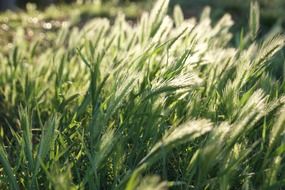 green wheat bushes on the field under the light