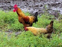 rooster and chicken on the farm