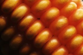 corn cob close up