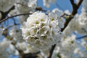 delicate flowers on the apple tree