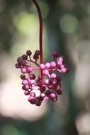 Macro photo of the fruits in the garden