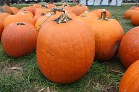 big orange pumpkins