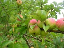 wet apples on branches