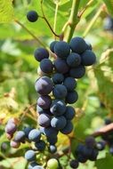 Black grapes on branch