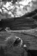 chestnut wood