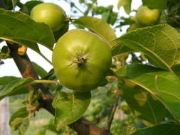 green apples on a branch