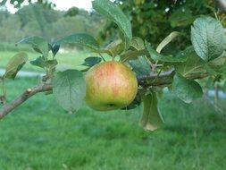 apple tree harvest in autumn