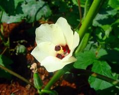 okra flower in india