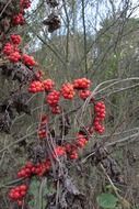 Red poisonous berries