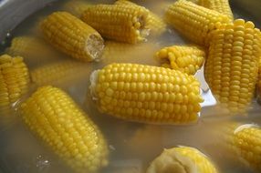 corn lies in the water