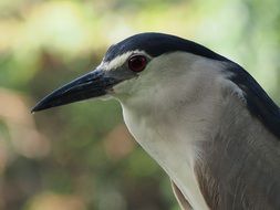 portrait of a bird with a long black beak