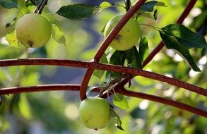 apple fruits on tree