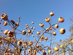 dry plant with seeds against a clear sky