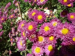 purple chrysanthemums with yellow cores