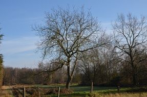 fruit garden in spring