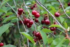 Red fresh ripe cherries on the tree