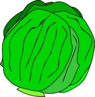 lettuce green head, illustration