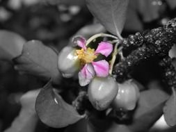 acelora, Malpighia glabra, flower and fruits on plant